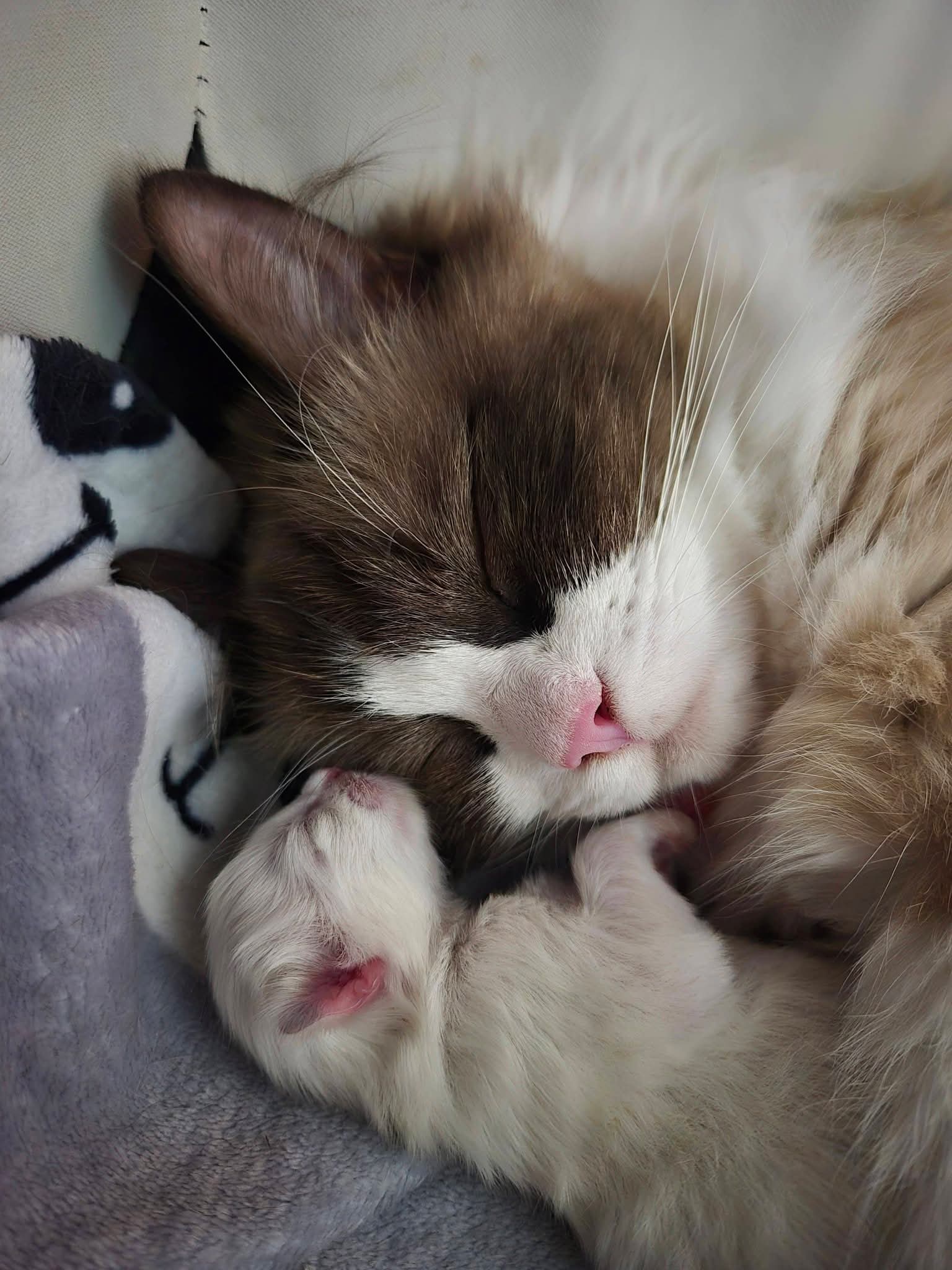 FI*Bonnielove FI*Bonnielove